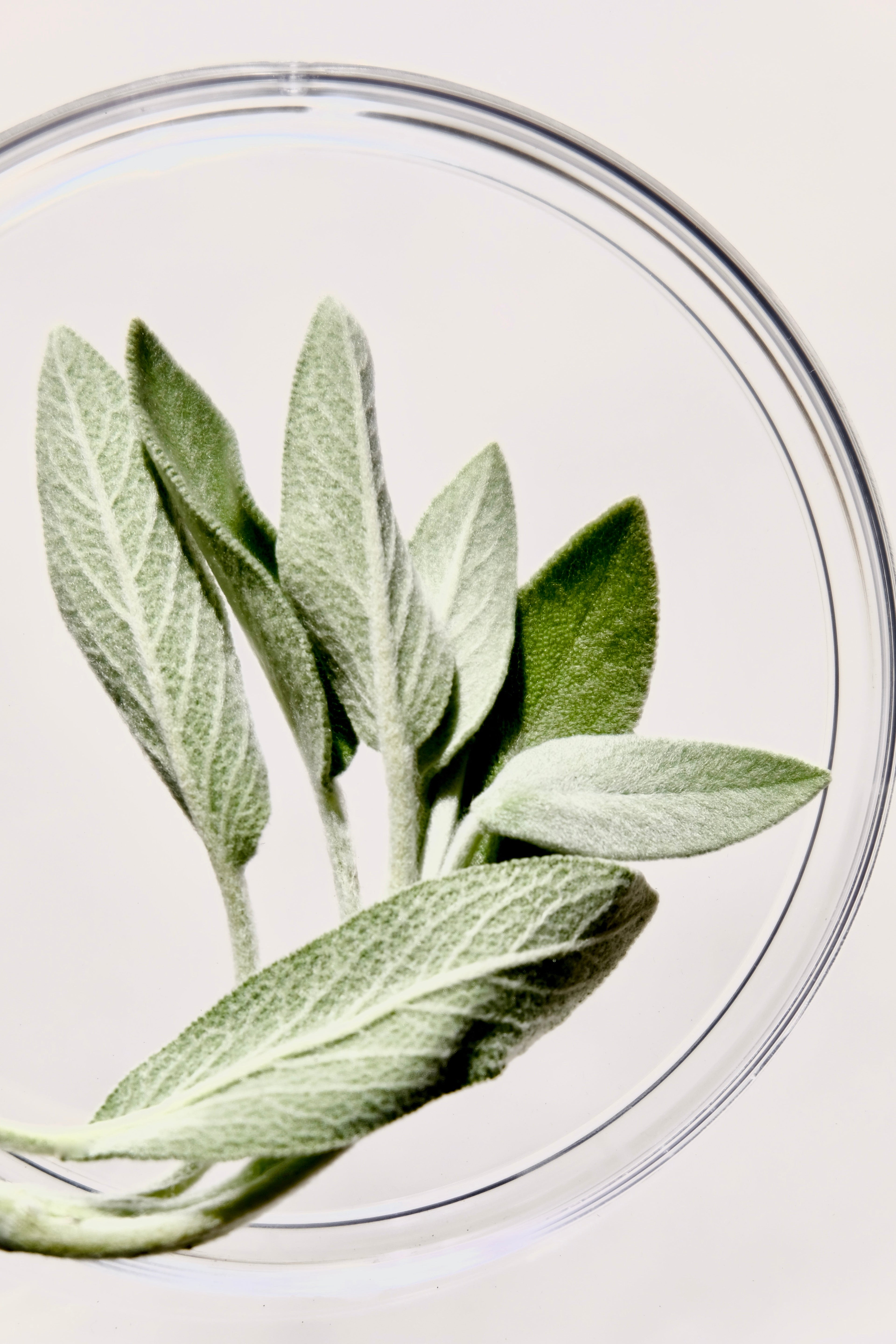 Inside Our Formula: The Role of Sage in Sage Cold Foam